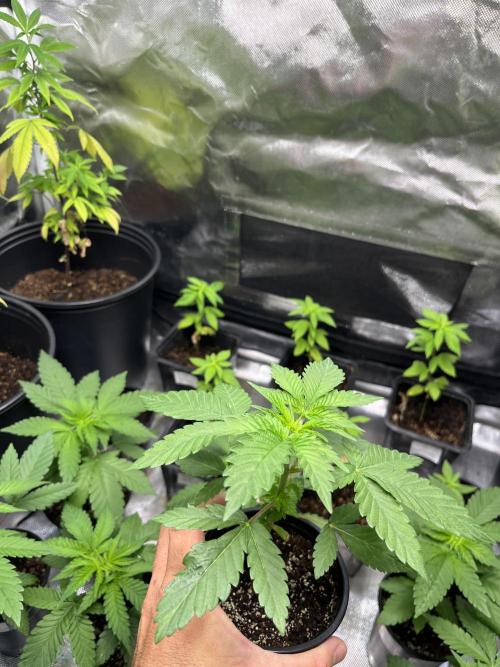 GangbudsGenes x BlockheadBuds. Week 4 - Dante’s infernó x ICC x blockberry #14 Feno #3