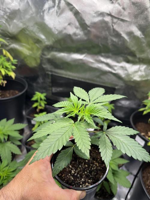 GangbudsGenes x BlockheadBuds. Week 4 - Dante’s infernó x ICC x blockberry #14 Feno #4