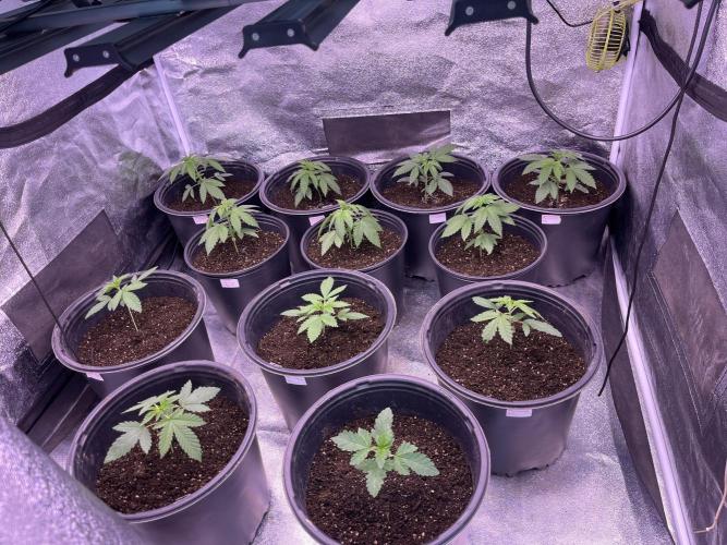Animal mints x sherbert cake x Pablos revenge F2. Week 3