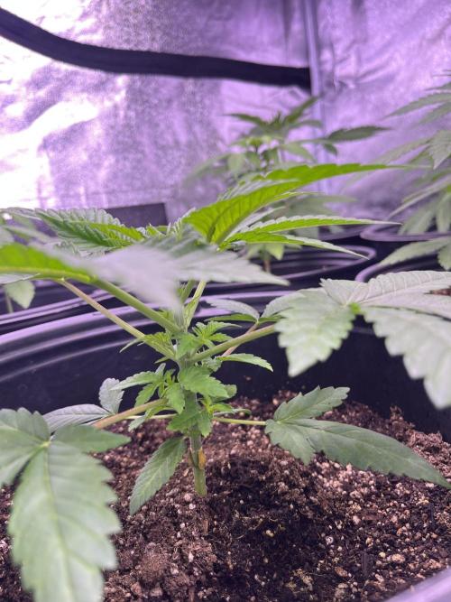 GangbudsGenes x tikimadman. Week 4 - Pablo’s revenge #2