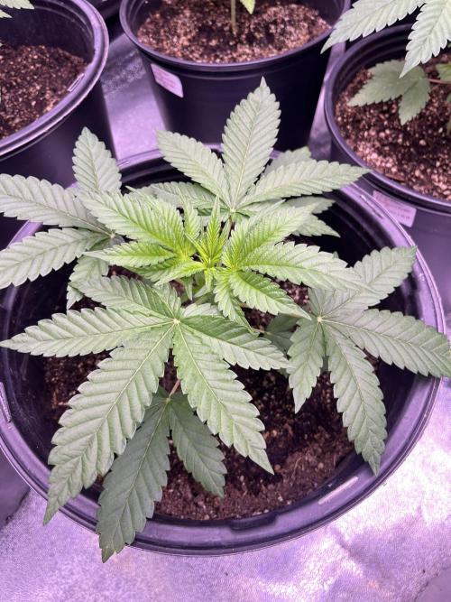 GangbudsGenes x tikimadman. Week 4 - Pablo ’ s revenge #2