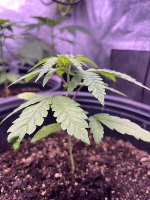 GangbudsGenes x tikimadman. Week 4 - Pablo’s re venge #3