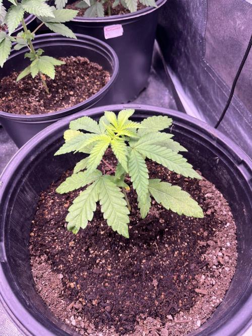 GangbudsGenes x tikimadman. Week 4 - Pablo’s revenge #3