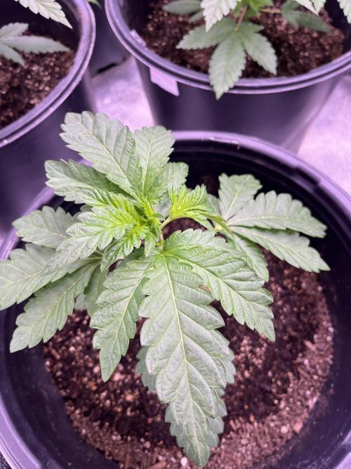 GangbudsGenes x tikimadman. Week 4 - Pablo’s revenge  #4