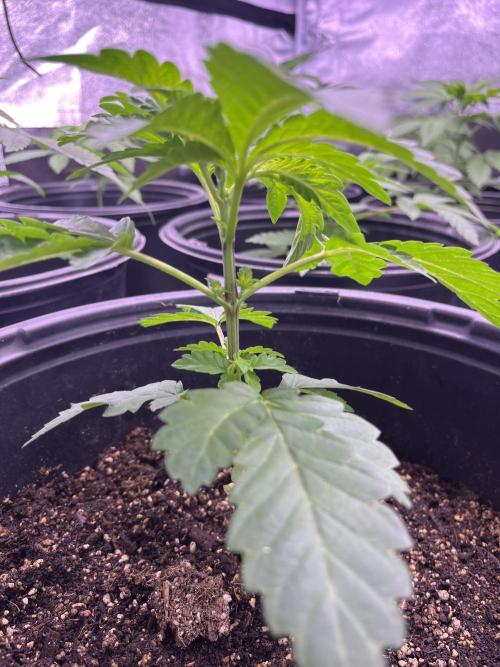 GangbudsGenes x tikimadman. Week 4 - Pablo’s revenge #4