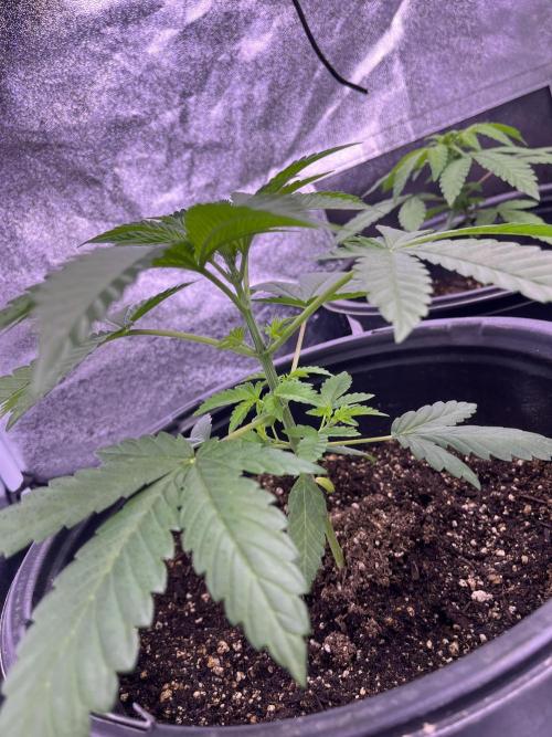 GangbudsGenes x tikimadman. Week 4 - Pablo’s revenge #5