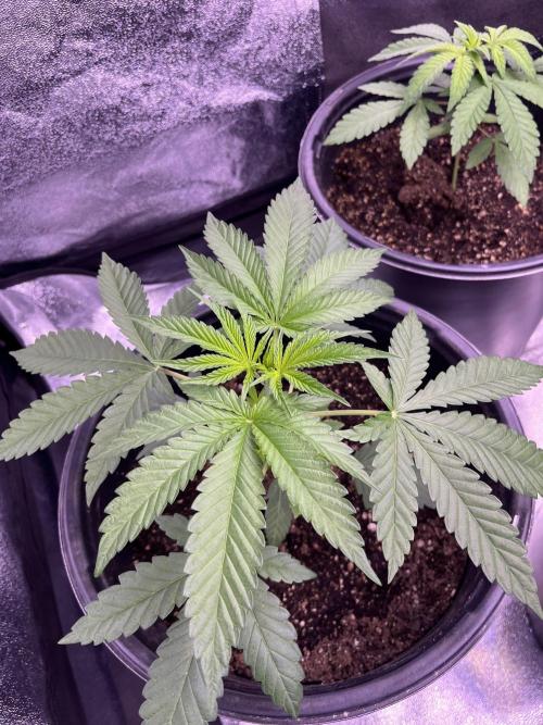 GangbudsGenes x tikimadman. Week 4 - Pablo’s revenge #5
