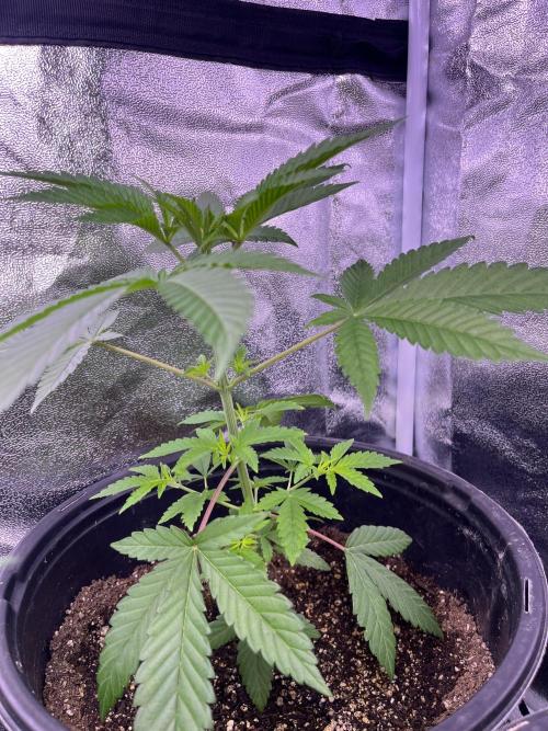 GangbudsGenes x BlockheadBuds. Week 5 - Dante’s infernó x (blockberry #14) 
#1