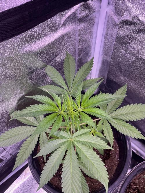 GangbudsGenes x BlockheadBuds. Week 5 - Dante’s infernó x (blockberry #14) 
#1