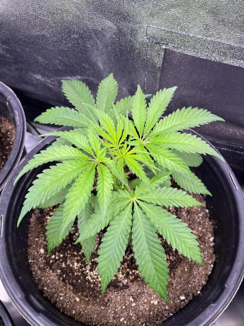 GangbudsGenes x BlockheadBuds. Week 5 - Dante’s infernó x (blockberry #14) 
#2