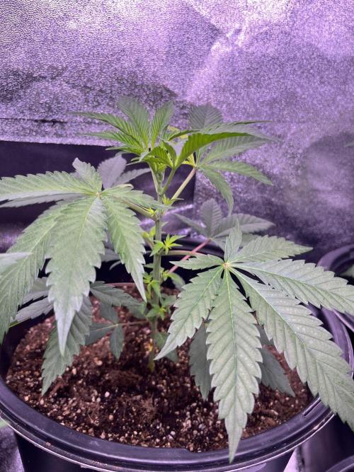 GangbudsGenes x BlockheadBuds. Week 5 - Dante’s infernó x (blockberry #14) 
#3