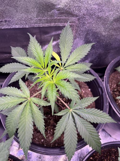 GangbudsGenes x BlockheadBuds. Week 5 - Dante’s infernó x (blockberry #14) 
#3