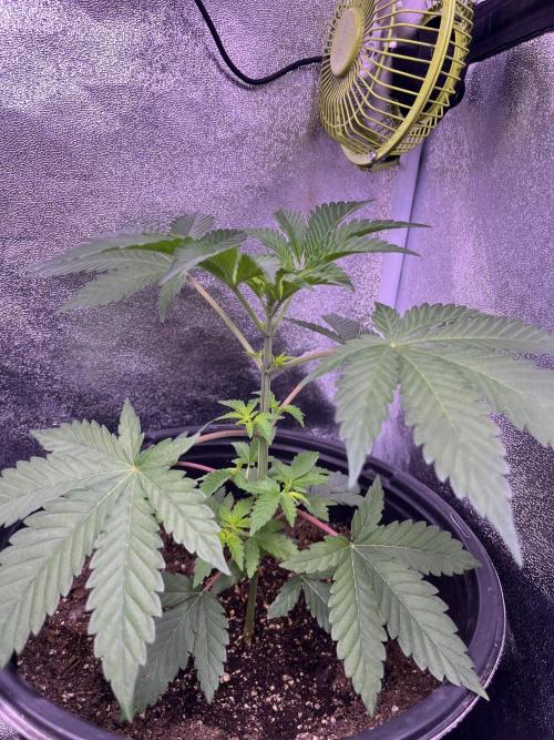 GangbudsGenes x BlockheadBuds. Week 5 - Dante’s infernó x (blockberry #14) 
#4