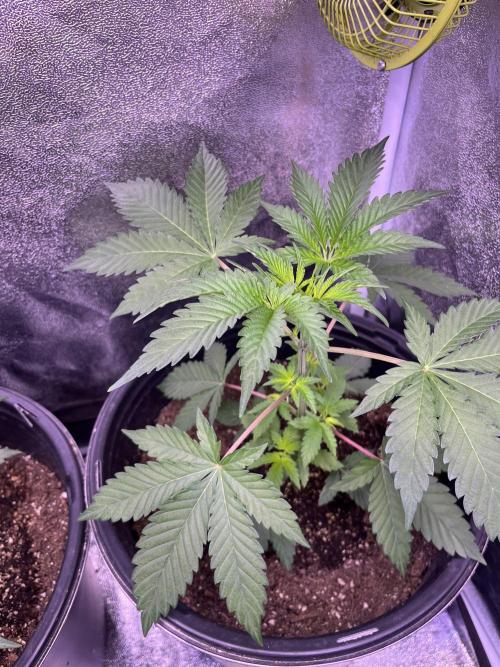 GangbudsGenes x BlockheadBuds. Week 5 - Dante’s infernó x (blockberry #14) 
#4