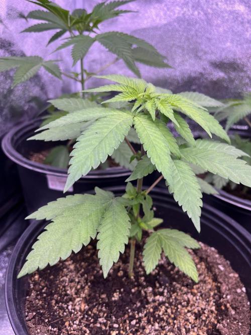 GangbudsGenes x BlockheadBuds. Week 5 - Ice cream x blueberry sugar x (blockberry #14)
#1