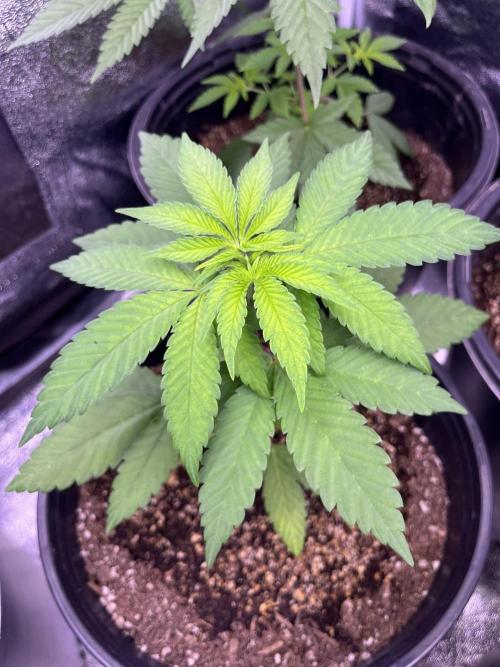 GangbudsGenes x BlockheadBuds. Week 5 - Ice cream x blueberry sugar x (blockberry #14)
#1