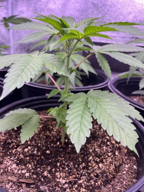 GangbudsGenes x BlockheadBuds. Week 5 - Ice cream x blueberry sugar x (blockberry #14)
#2