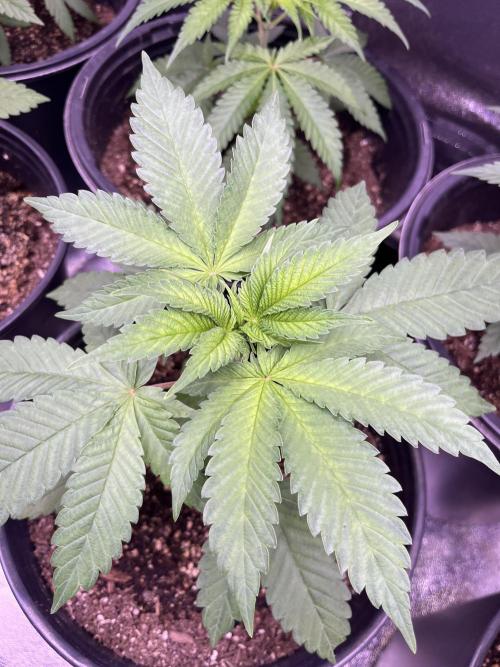 GangbudsGenes x BlockheadBuds. Week 5 - Ice cream x blueberry sugar x (blockberry #14)
#2