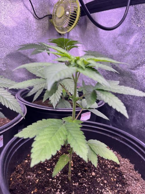 GangbudsGenes x BlockheadBuds. Week 5 - Ice cream x blueberry sugar x (blockberry #14)
#3