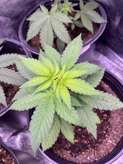 GangbudsGenes x BlockheadBuds. Week 5 - Ice cream x blueberry sugar x (blockberry #14)
#3