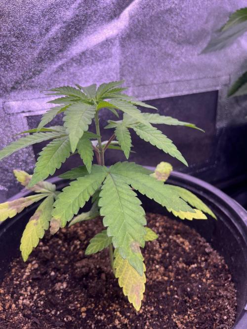 GangbudsGenes x tikimadman. Week 5 - Pablo’s revenge # 1