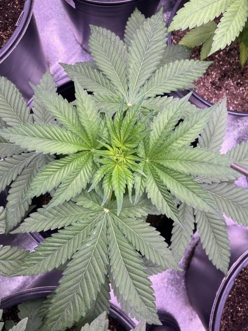 GangbudsGenes x tikimadman. Week 5 - Pablo’s revenge #2