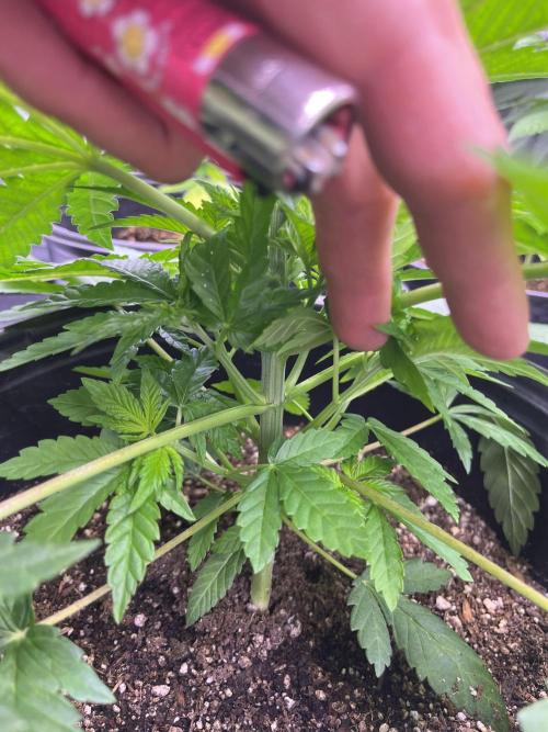 GangbudsGenes x tikimadman. Week 5 - Pablo’s revenge #2