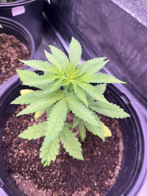 GangbudsGenes x tikimadman. Week 5 - Pablo’s revenge #3