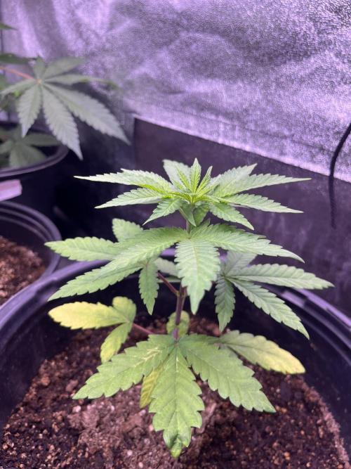 GangbudsGenes x tikimadman. Week 5 - Pablo’s revenge #3