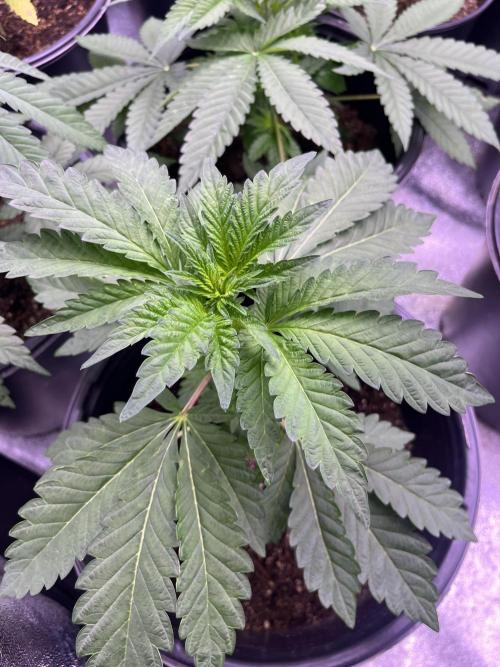 GangbudsGenes x tikimadman. Week 5 - Pablo’s revenge #4