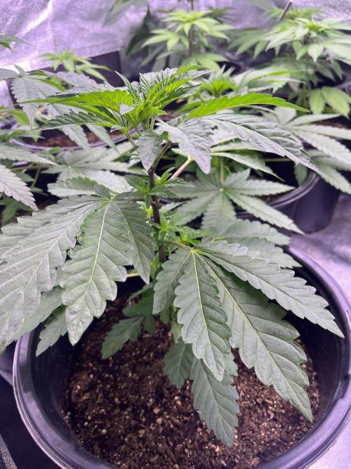 GangbudsGenes x tikimadman. Week 5 - Pablo’s revenge #4