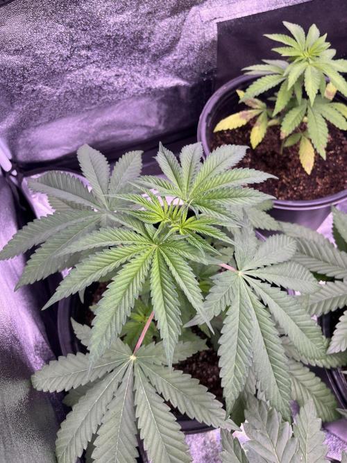 GangbudsGenes x tikimadman. Week 5 - Pablo’s revenge #5