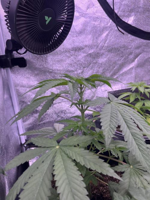 GangbudsGenes x tikimadman. Week 5 - Pablo’s revenge #5