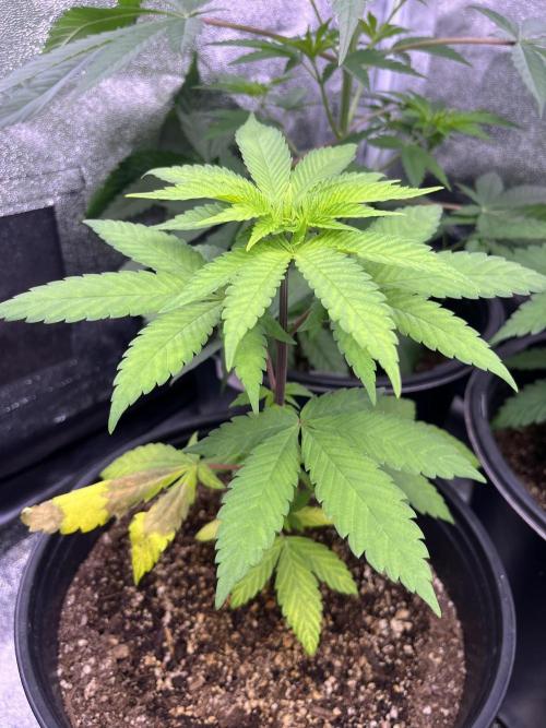 GangbudsGenes x BlockheadBuds. Week 6 - Ice Cream x blueberry sugar x blockberry#14 #1