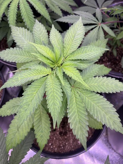GangbudsGenes x BlockheadBuds. Week 6 - Ice Cream x blueberry sugar x blockberry#14 #2