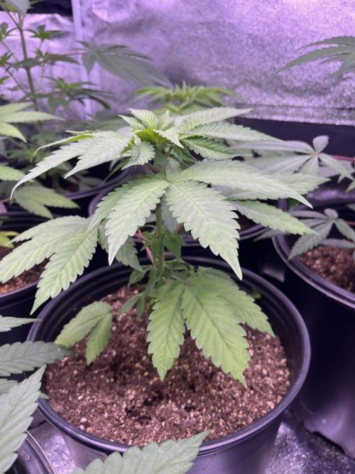 GangbudsGenes x BlockheadBuds. Week 6 - Ice Cream x blueberry sugar x blockberry#14 #2