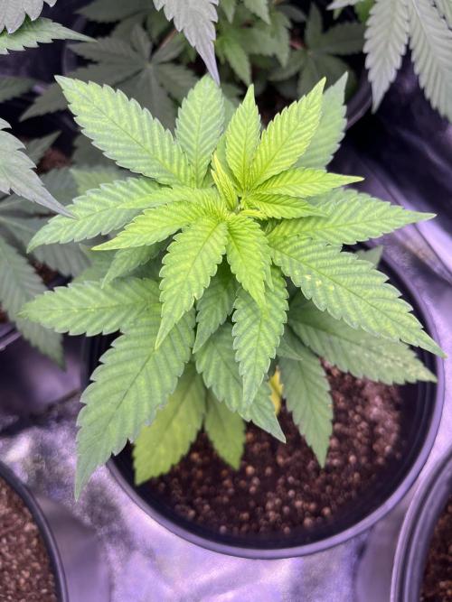 GangbudsGenes x BlockheadBuds. Week 6 - Ice Cream x blueberry sugar x blockberry#14 #3