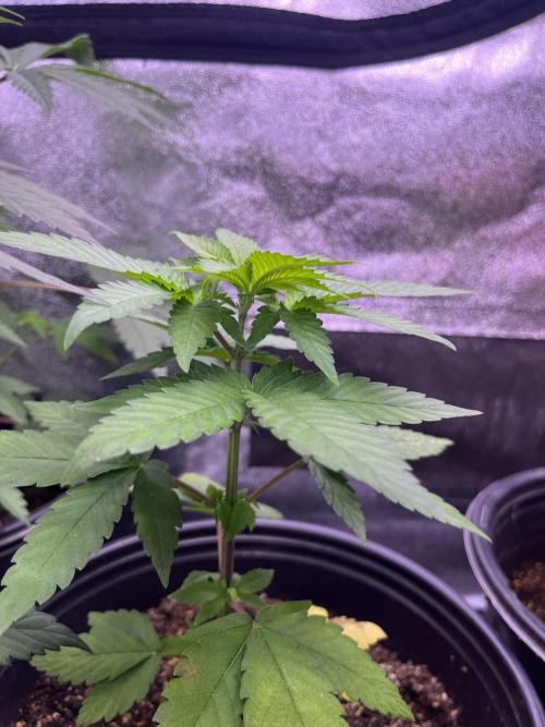 GangbudsGenes x BlockheadBuds. Week 6 - Ice Cream x blueberry sugar x blockberry#14 #3