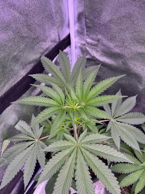GangbudsGenes x BlockheadBuds. Week 6 - Dante’s infernó x icecream x blockberry#14 #1