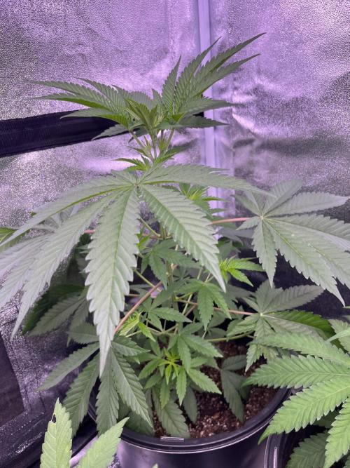 GangbudsGenes x BlockheadBuds. Week 6 - Dante’s infernó x icecream x blockberry#14 #1