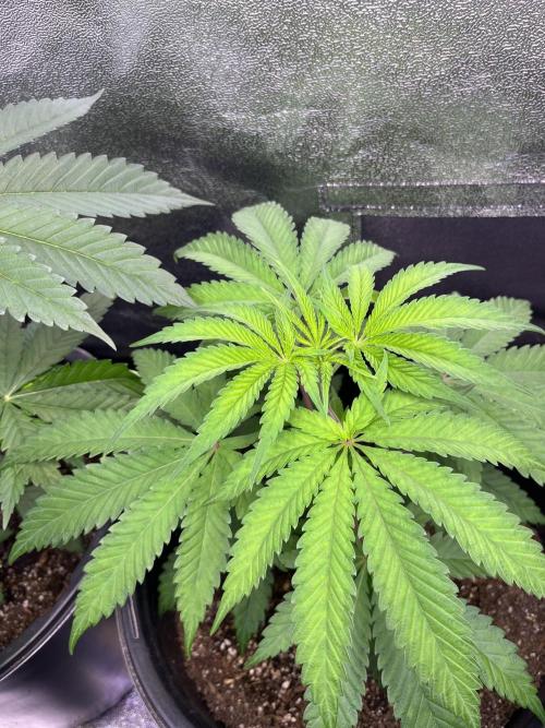 GangbudsGenes x BlockheadBuds. Week 6 - Dante’s infernó x icecream x blockberry#14 #2