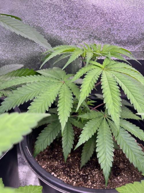 GangbudsGenes x BlockheadBuds. Week 6 - Dante’s infernó x icecream x blockberry#14 #2