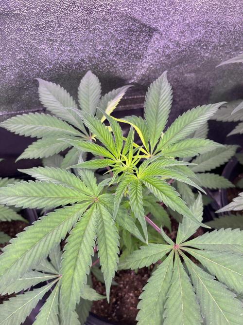 GangbudsGenes x BlockheadBuds. Week 6 - Dante’s infernó x icecream x blockberry#14 #3