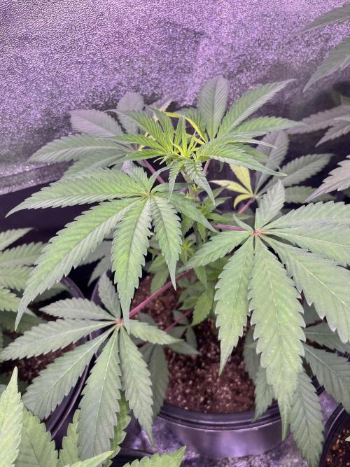 GangbudsGenes x BlockheadBuds. Week 6 - Dante’s infernó x icecream x blockberry#14 #3