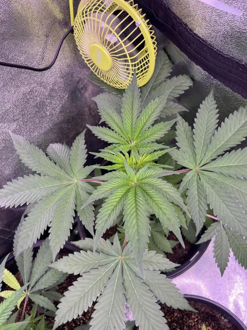 GangbudsGenes x BlockheadBuds. Week 6 - Dante’s infernó x icecream x blockberry#14 #4