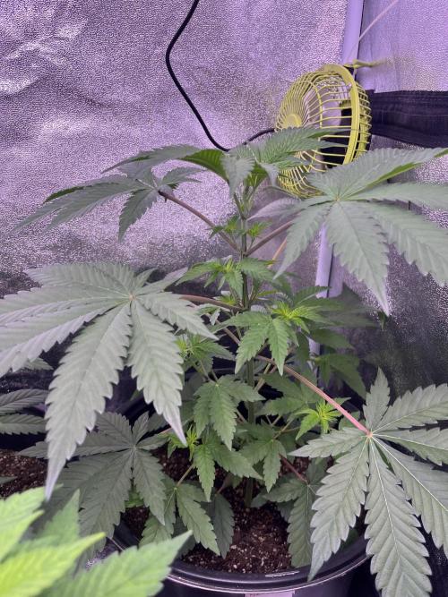 GangbudsGenes x BlockheadBuds. Week 6 - Dante’s infernó x icecream x blockberry#14 #4