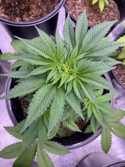 GangbudsGenes x tikimadman. Week 6 - Pablo’s revenge #2