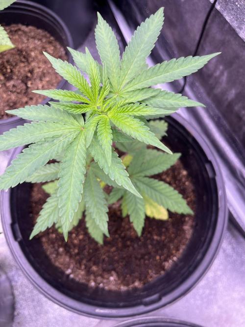 GangbudsGenes x tikimadman. Week 6 - Pablo’s revenge #3