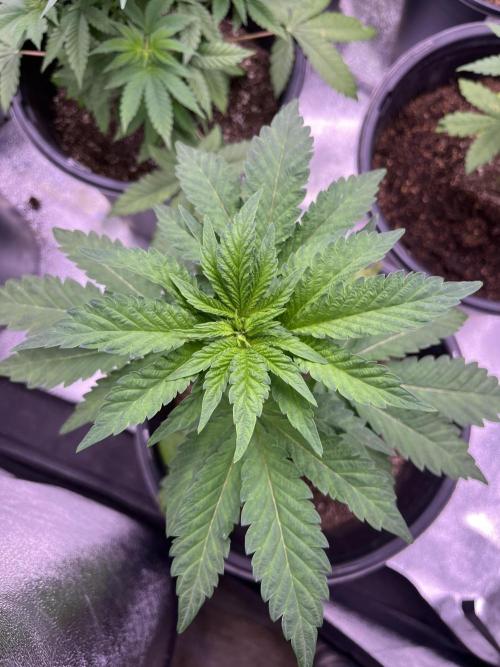 GangbudsGenes x tikimadman. Week 6 - Pablo’s revenge #4