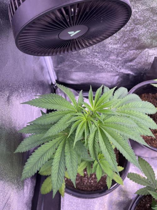 Animal mints x sherbert cake x Pablos revenge F2. Week 6